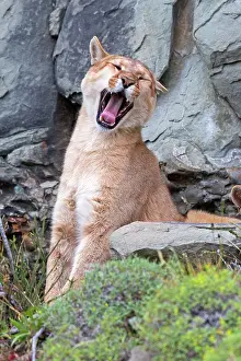 Growling: Cougar Mountain Lion one year old cub yawning