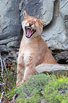Growling: Cougar Mountain Lion one year old cub yawning