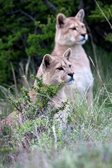 Concolor: Cougar Mountain Lion one year old cubs