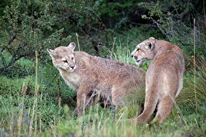 Concolor: Cougar Mountain Lion one year old cubs