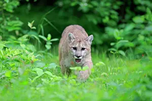 Stalking: Cougar (Puma concolor), adult, stalking in meadow