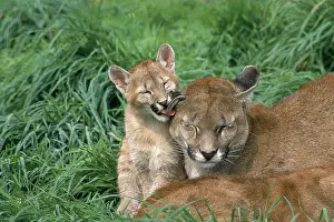 Affectionate: Cougar (puma concolor), Cub licking Mother