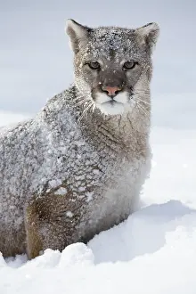 Cougar: Cougar (Puma concolor) in the snow, Montana, United