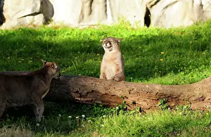 Pablo Cersosimo: Cougar / Puma / Mountain Lion