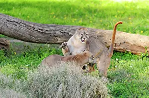 Pablo Cersosimo: Cougar / Puma / Mountain Lion