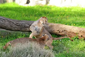 Pablo Cersosimo: Cougar / Puma / Mountain Lion