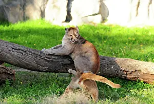 Pablo Cersosimo: Cougar / Puma / Mountain Lion