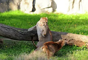 Pablo Cersosimo: Cougar / Puma / Mountain Lion