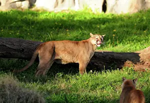 Pablo Cersosimo: Cougar / Puma / Mountain Lion
