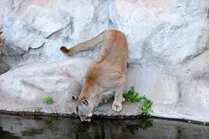Pablo Cersosimo: Cougar / Puma / Mountain Lion