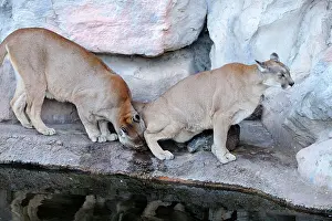 Scenting: Cougar / Puma / Mountain Lion
