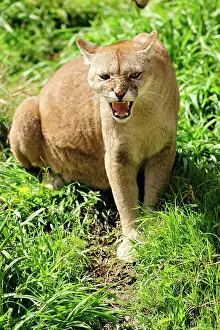 Pablo Cersosimo: Cougar / Puma / Mountain Lion
