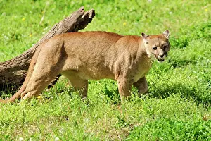 Pablo Cersosimo: Cougar / Puma / Mountain Lion