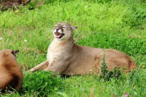 Growling: Cougar / Puma / Mountain Lion