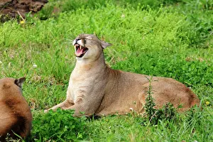 Growling: Cougar / Puma / Mountain Lion
