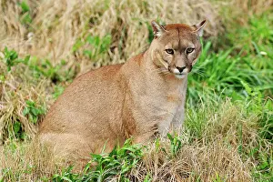 Pablo Cersosimo: Cougar / Puma / Mountain Lion