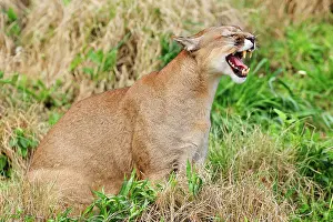 Growling: Cougar / Puma / Mountain Lion