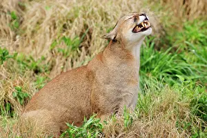 Growling: Cougar / Puma / Mountain Lion