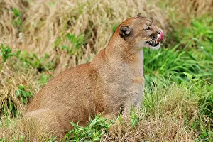 Pablo Cersosimo: Cougar / Puma / Mountain Lion