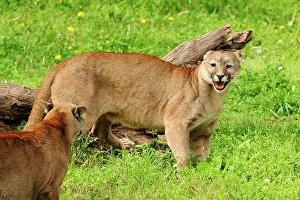 Growling: Cougar / Puma / Mountain Lion