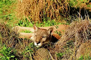 Cougar: Cougar / Puma / Mountain Lion