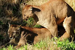 Cougar: Cougar / Puma / Mountain Lion