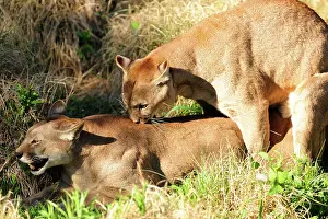 Argentinian: Cougar / Puma / Mountain Lion