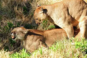 Argentinian: Cougar / Puma / Mountain Lion