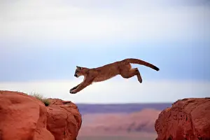 Cougar: Cougar, Puma or Mountain Lion (Puma concolor), adult