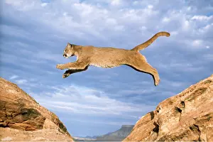 Panther: COUGAR / Puma / Mountain Lion - single