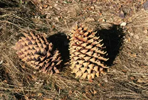 Coulteri: Coulter Pine Cones
