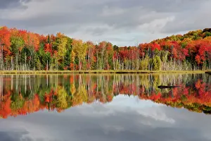 Peninsular: Council Lake - trees in autumn colours refelected