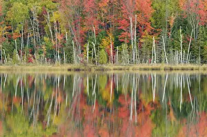 Council: Council Lake - trees in autumn colours refelected in lake