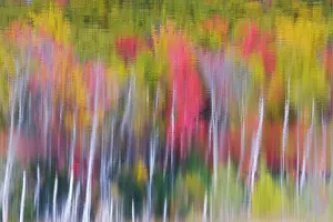 Council: Council Lake - trees in autumn colours refelected in lake