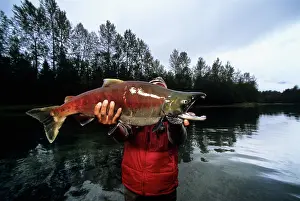 Monitoring: Counting Sockeye Salmon as they migrate