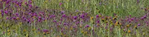 Betty: Countless wildflowers make for interesting medleys