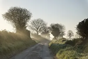211119: Country Lane with mist at dawn - Norfolk UK