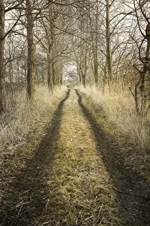 Lanes: Country Lane -Norfolk UK