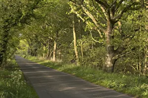 211119: Country Lane in spring with Oak trees - Norfolk