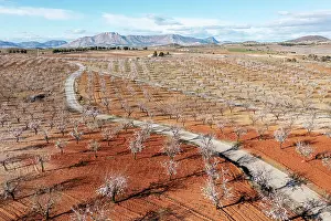 Dulcis: Country road amidst cultivated almond trees (Prunus