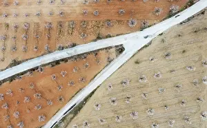 Dulcis: Country road amidst cultivated almond trees (Prunus