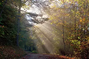 Sunrays: Country Road - in autumn forest - sun breaks through