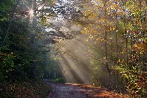 Sunrays: Country Road - in autumn forest - sun breaks through