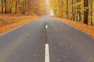Spessart: Country Road in Beech Forest, Autumn, Weibersbrunn