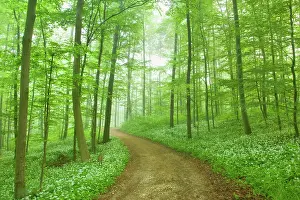 Leek: Country Road - in Beech forest with blooming Wild
