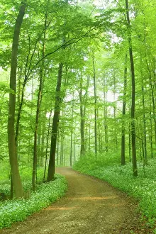 Leek: Country Road - in Beech forest with blooming Wild