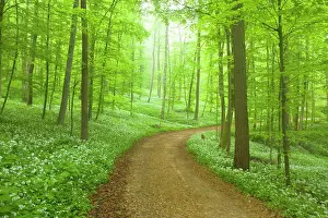 Leek: Country Road - in Beech forest with blooming Wild