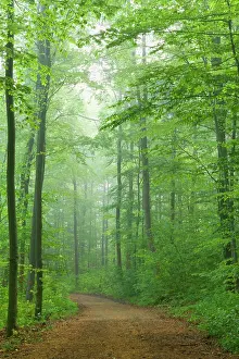 Leek: Country Road - in Beech forest with blooming Wild