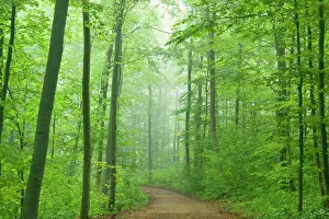 Leek: Country Road - in Beech forest with blooming Wild
