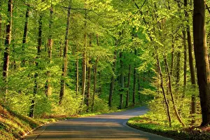 Seefeld: Country road through beech forest in spring, near